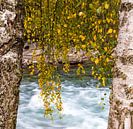 Herfst bladeren in Rondane, Noorwegen van Johan Zwarthoed thumbnail