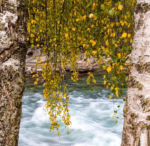 Herfst bladeren in Rondane, Noorwegen