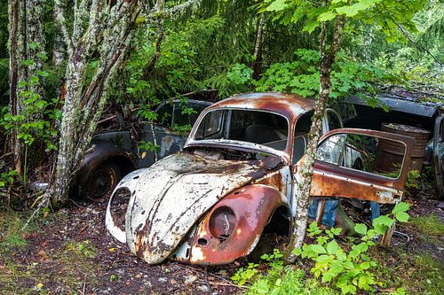 Volkswagen kever autowrak in berkenbos van Bastnas