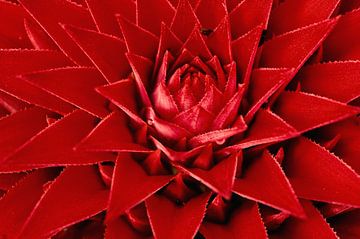 Close-up of a giant Bromelia flower on Barro Colorada island, Panama by Nature in Stock