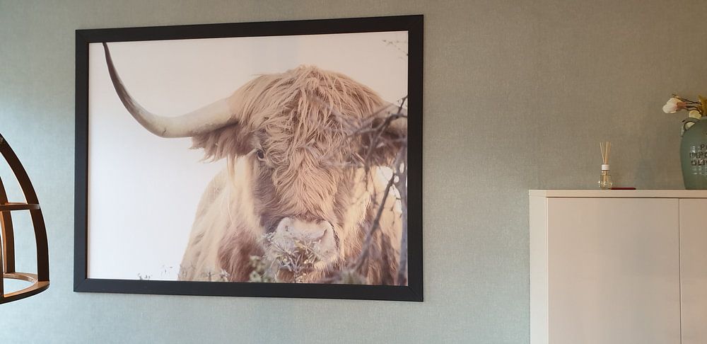 Schottischer Highlander  von Claire Groeneveld 