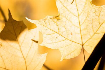 Herfstkleuren van de Esdoorn II van Tim Emmerzaal