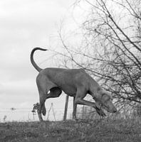 Weimaraner