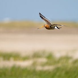 Bécasseau maubèche sur André van der Meulen