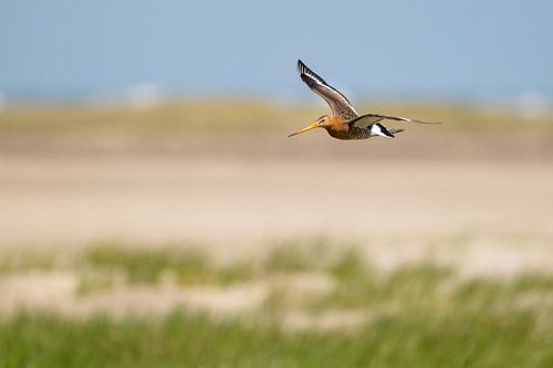 Vliegende Grutto