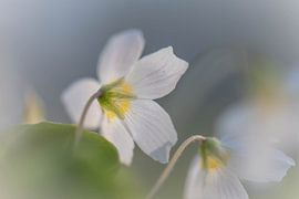 cute little forest flower by Tania Perneel