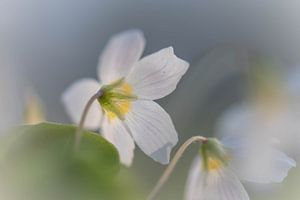 niedliche kleine Waldblume
