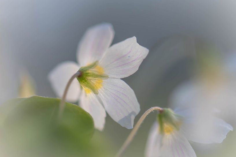 cute little forest flower by Tania Perneel