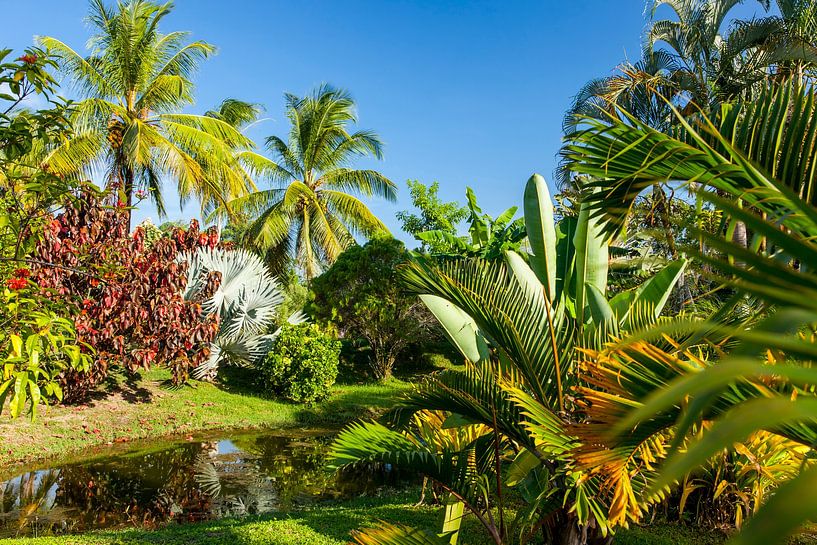 Vriendelijkheid diefstal Plantkunde Tropische tuin van plantage Frederiksdorp, Suriname van Marcel Bakker op  canvas, behang en meer