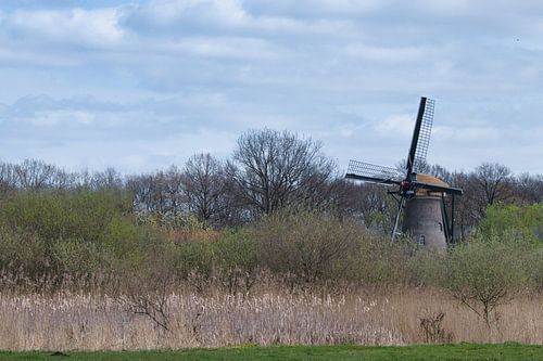 Molen 't Wissel aan de rand van de uiterwaarden bij Elst