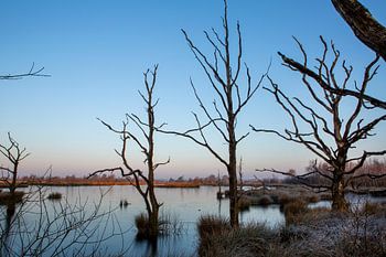 Sunrise in national park Dwingelderveld