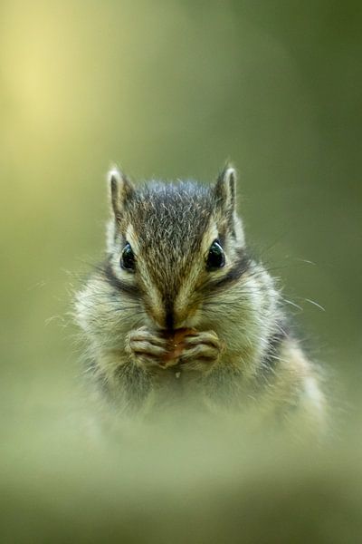 Siberian ground squirrel by van Veen Allround Photography