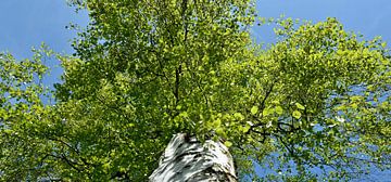 Birch in spring by Werner Lehmann