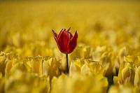 Dare to be different