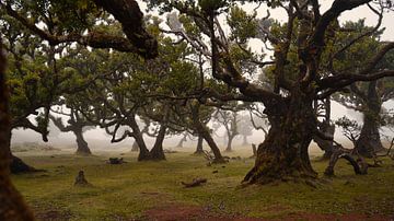 Mysteriöser Fanalwald mit Nebel und Kühen