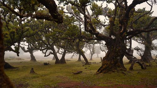 Mysterious Fanal Forest with Fog and Cows by Chris Snoek