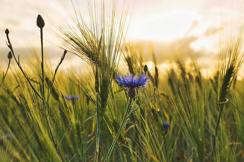 blaue Kornblume in einem Kornfeld. von Martin Köbsch