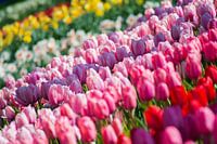 Tulpen