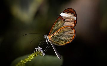 Glasswing vlinder van Roos Zanderink