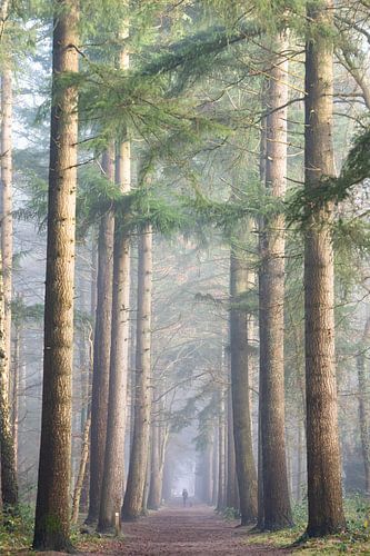 Laantje zonder eind in de mist!