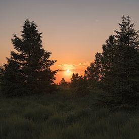 Golden sunset through the trees by Imagination by Mieke