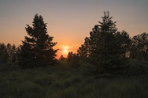 Goldener Sonnenuntergang durch die Bäume von Imagination by Mieke