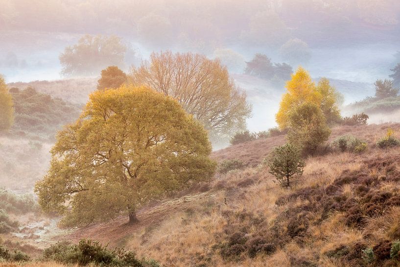 La Posbank dans une atmosphère d&#039;automne par Ton Drijfhamer