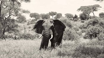 Tarangire Elephant in the bush