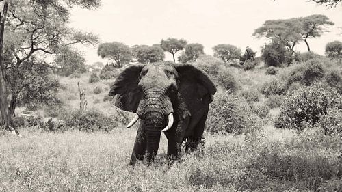 Tarangire Elephant in the bush by Dennis Bliek