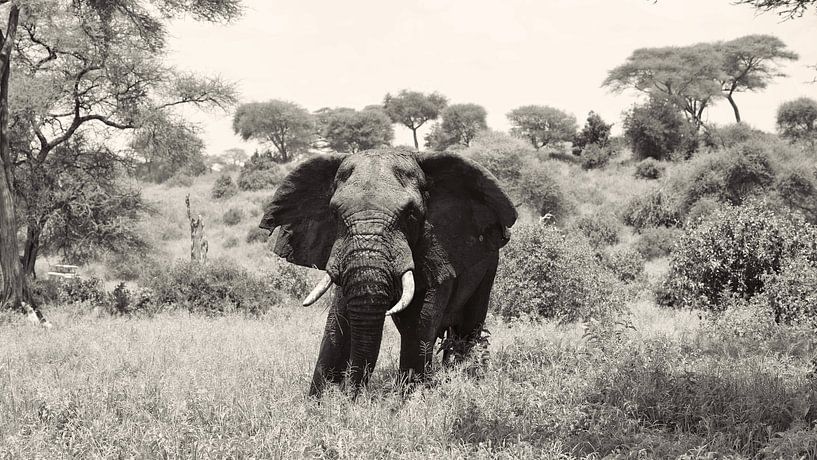 Tarangire Olifant in the bush van Dennis Bliek