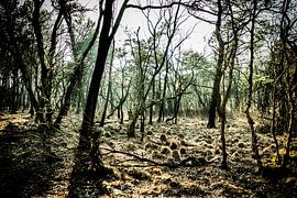 People in the Forest