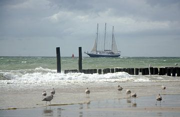 The Eagle by Sjaak Verherbrugge