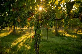 Lever de soleil dans le vignoble sur Annemarie Goudswaard