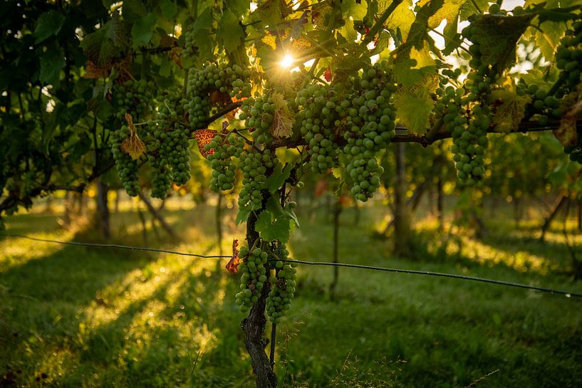 Lever de soleil dans le vignoble par Annemarie Goudswaard
