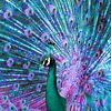 Des couleurs créatives pour le paon sur Frans Van der Kuil