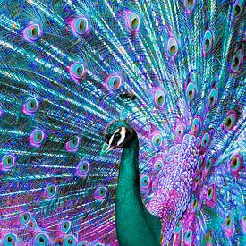 Creative colours for the Peacock by Frans Van der Kuil