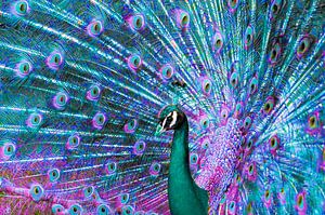 Couronne de couleurs