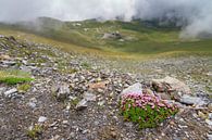 Stengelloze silene in de Zwitserse alpen in de zomer van Dennis van de Water thumbnail