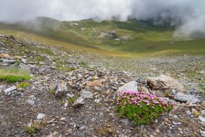 Stengelloze silene in de Zwitserse alpen in de zomer