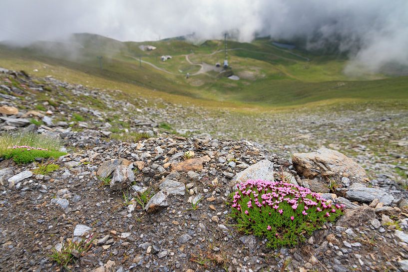Stengelloze silene in de Zwitserse alpen in de zomer van Dennis van de Water