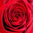Rote Rose #2 von Gert Hilbink Miniaturansicht
