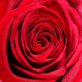 Red Rose #2