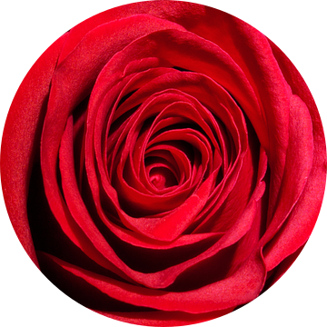 Rode Roos #2 van Gert Hilbink