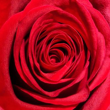 Rote Rose #2 von Gert Hilbink