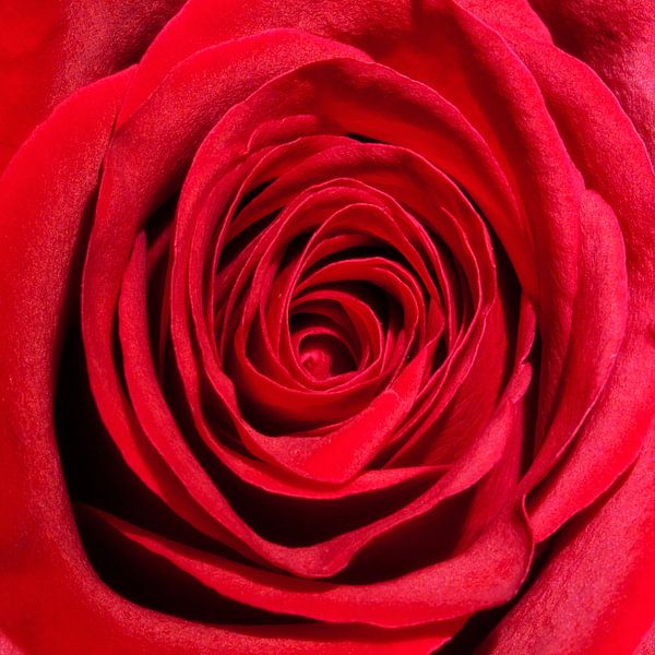Rose rouge #2 par Gert Hilbink