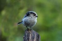 Long-tailed Tit