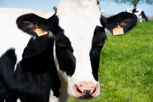 Nahaufnahme einer niederländischen Kuh