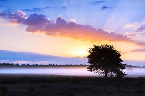 Zonsopkomst op de Kalmthoutse Heide, België