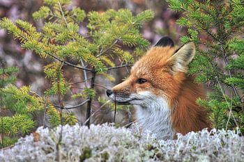 Portret van een vos (2)