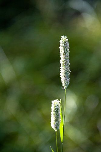 lichtval op gras